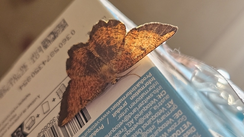 Orange Moth