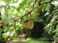 Ribes formosanum