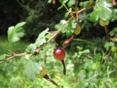 Ribes formosanum