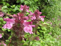 Pedicularis refracta transmorrisonensis