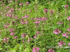 Pedicularis refracta transmorrisonensis