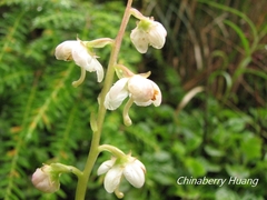 Pyrola morrisonensis