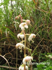 Pyrola morrisonensis