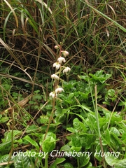 Pyrola morrisonensis