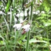 Salvia scapiformis hirsuta - Photo (c) Lijin Huang (紫楝), osa oikeuksista pidätetään (CC BY-NC), lähettänyt Lijin Huang (紫楝)