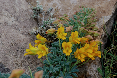 Tropaeolum polyphyllum