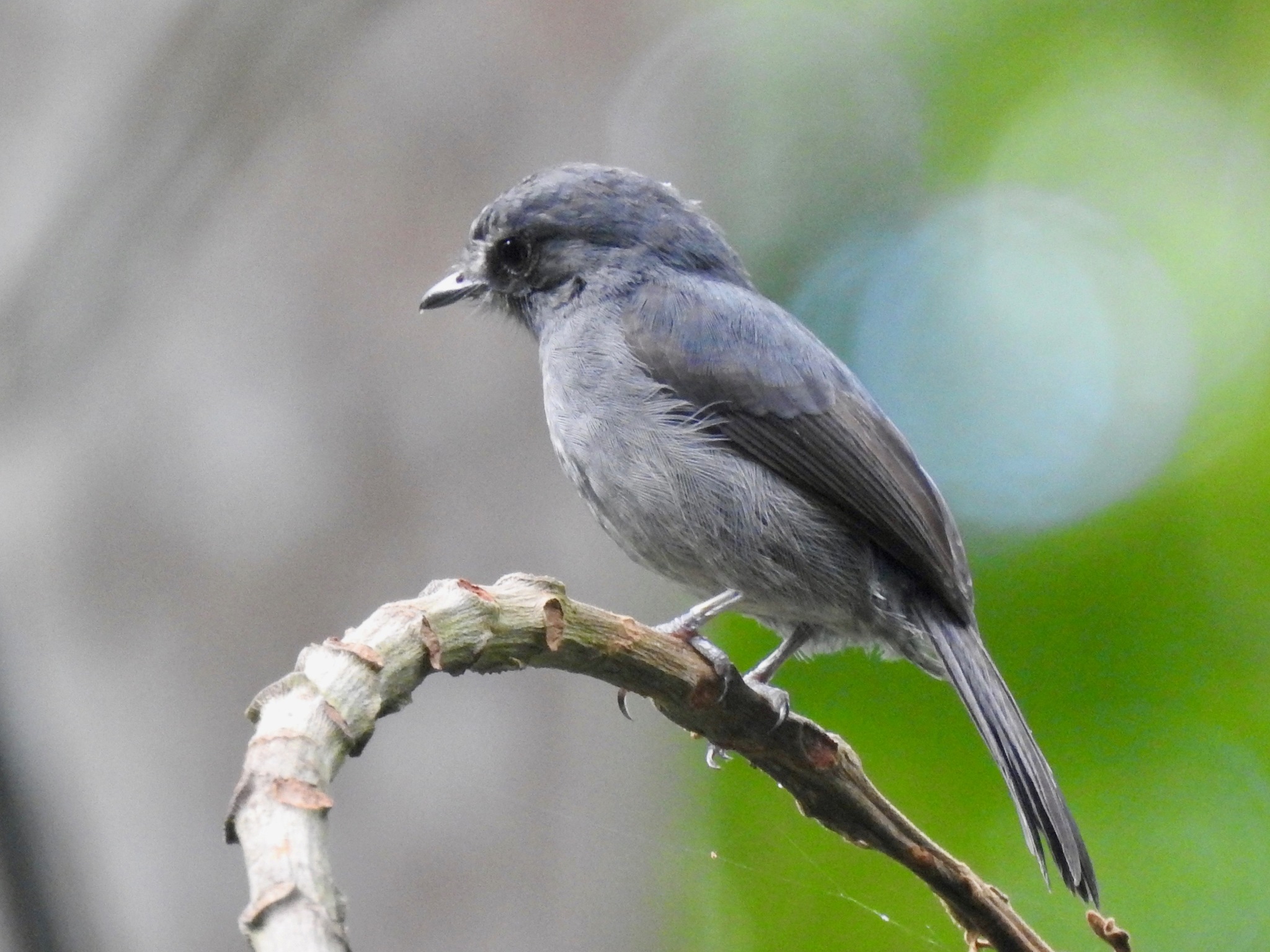 Little Flycatcher (Muscicapa epulata)