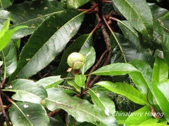 Hydrangea integrifolia