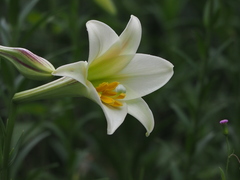 Lilium longiflorum