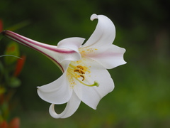 Lilium longiflorum