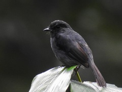 Muscicapa epulata