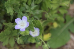 (c) James Todd McCann, some rights reserved (CC BY) Nemophila phacelioides, photograph (c) James Todd McCann, some rights reserved (CC BY)