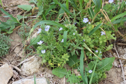 Nemophila phacelioides, photograph 6