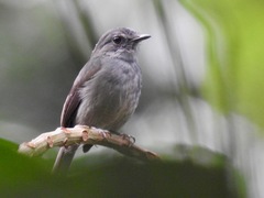 Muscicapa epulata