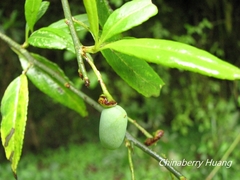 Prinsepia scandens