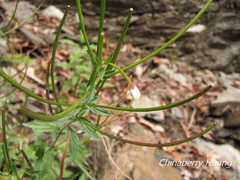 Epilobium amurense