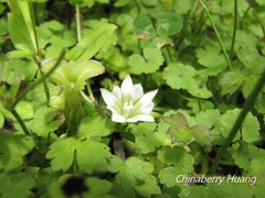 Gentiana flavomaculata