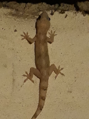 Tropical House Gecko