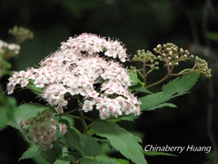 Spiraea formosana
