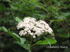 Spiraea formosana
