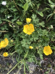 Ranunculus