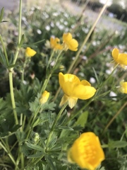 Ranunculus