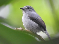 Muscicapa epulata