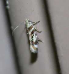 Aristotelia elegantella