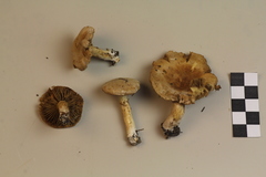 Mallocybe leucoblema