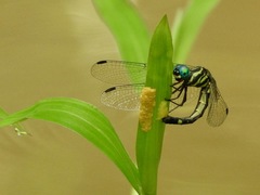 Tetrathemis camerunensis