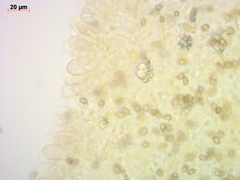 Mallocybe leucoblema