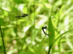 Tetrathemis camerunensis