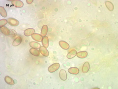 Mallocybe leucoblema