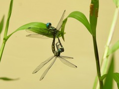 Tetrathemis camerunensis