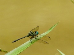 Tetrathemis camerunensis