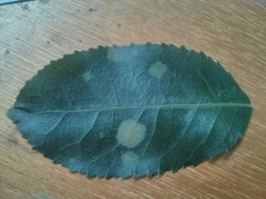 Cephaleuros lagerheimii