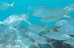 Pseudocaranx dentex
