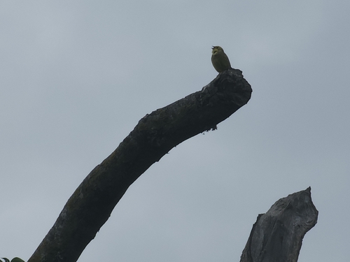 Yellowhammer