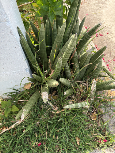 Sansevieria observed 2026-05-31