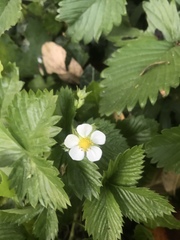 Fragaria vesca
