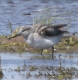 iNaturalist: (c) peter maaskant, some rights reserved (CC BY-NC), uploaded by peter maaskant iNaturalist image