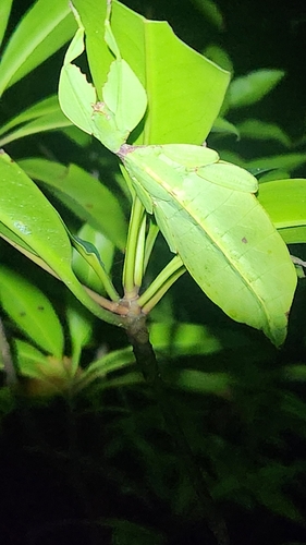 Cryptophyllium chrisangi