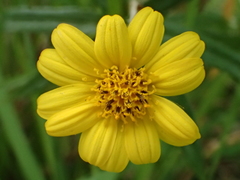 Sphagneticola calendulacea