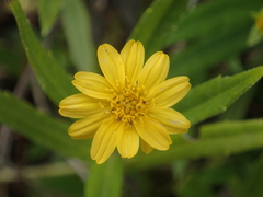 Sphagneticola calendulacea