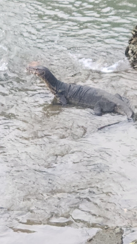 Common Water Monitor