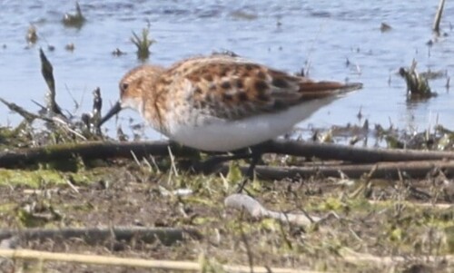iNaturalist image