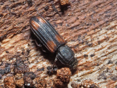 Bitoma crenata