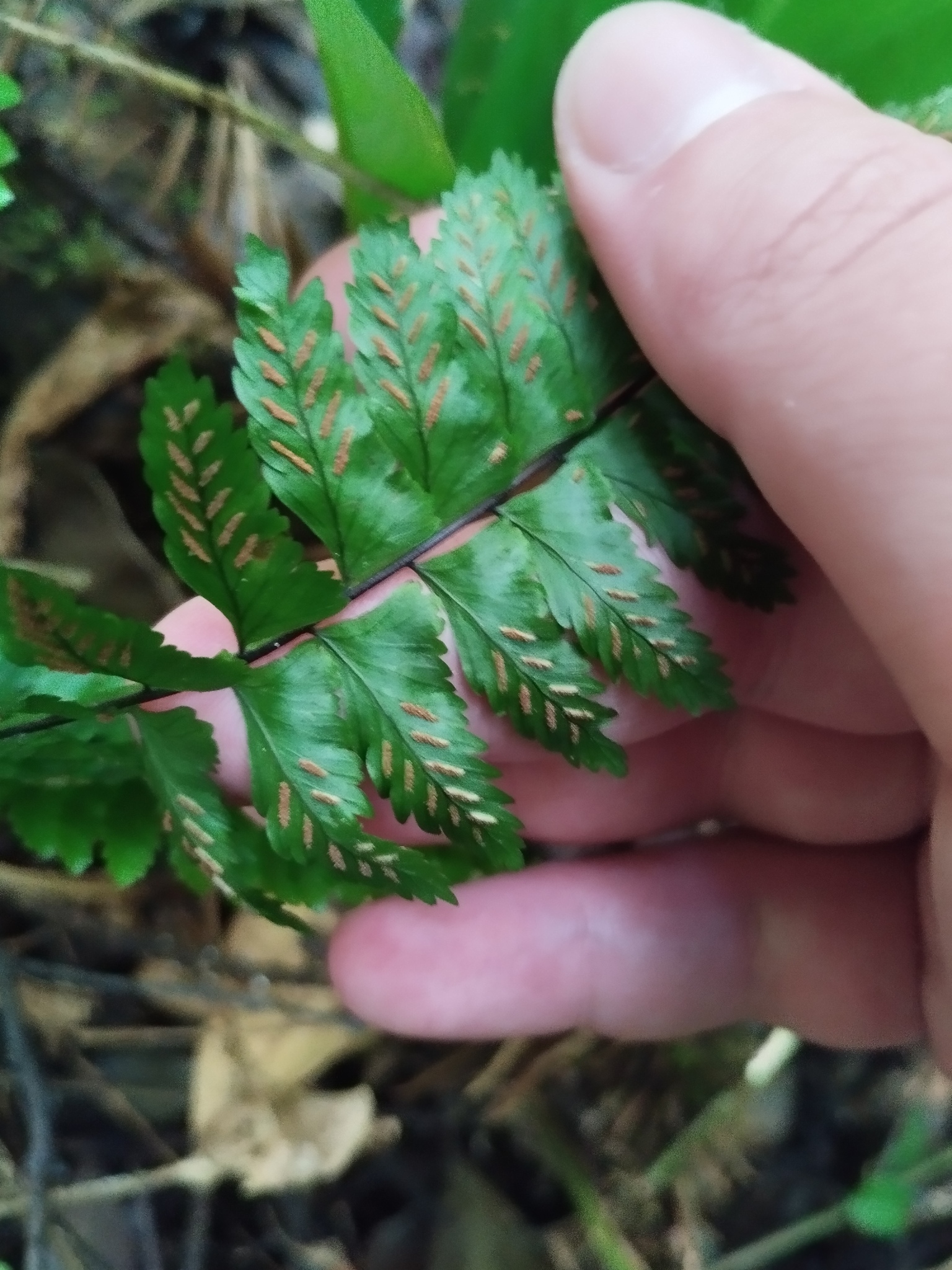 Asplenium pteropus Kaulf.