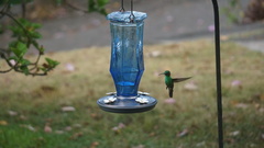 Chlorostilbon mellisugus