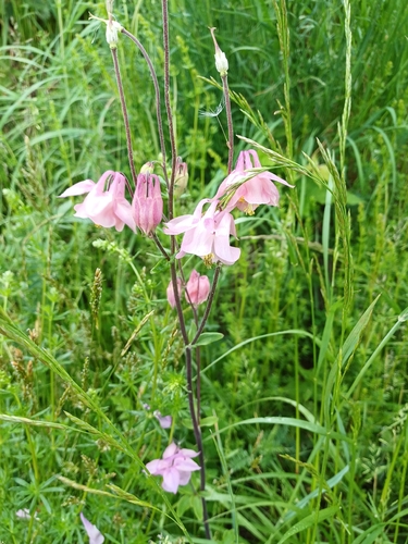 common columbine